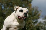 BOULEDOGUE AMERICAIN 306